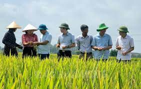 Kim Thành năng suất lúa Đông Xuân ước đạt 69 tạ/ha, dẫn đầu toàn tỉnh